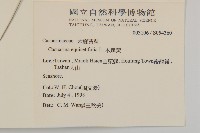 木麻黃藏品圖，第2張