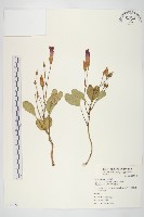 馬鞍藤藏品圖，第1張