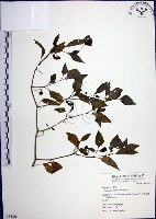 光果龍葵藏品圖，第1張