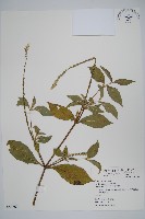 紫莖牛膝、台灣牛膝藏品圖，第1張