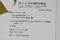 紫莖牛膝、台灣牛膝藏品圖，第2張