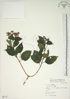 馬櫻丹藏品圖，第1張