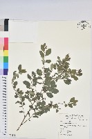 紅仔珠藏品圖，第1張