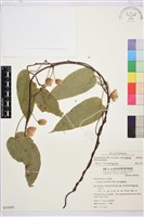 亨利氏鐵線蓮藏品圖，第1張