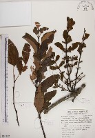 高氏桑寄生藏品圖，第1張