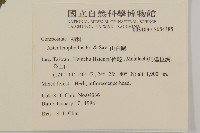 山白蘭藏品圖，第2張