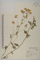 阿里山油菊藏品圖，第1張