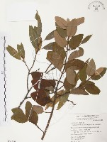 杜鵑桑寄生藏品圖，第1張