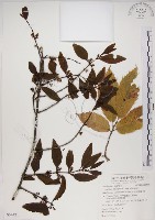 椆樹桑寄生, 大葉榿寄生藏品圖，第1張