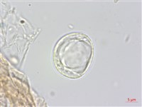 水麻藏品圖，第2張