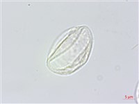 水麻藏品圖，第3張