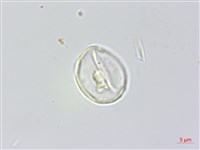 水麻藏品圖，第4張