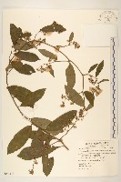 過山龍藏品圖，第1張