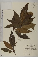 草珊瑚、紅果金粟蘭藏品圖，第1張
