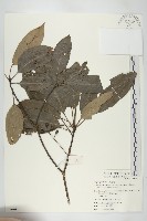 耿氏虎皮楠藏品圖，第1張