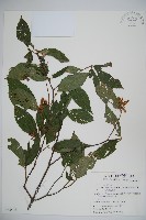 長橢圓葉莢迷藏品圖，第1張