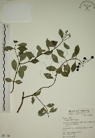 拎壁龍藏品圖，第1張
