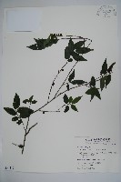 密毛假黃楊藏品圖，第1張