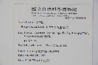 密毛假黃楊藏品圖，第2張