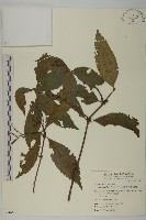 草珊瑚、紅果金粟蘭藏品圖，第1張