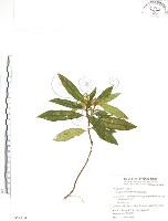 巨葉花遠志藏品圖，第1張