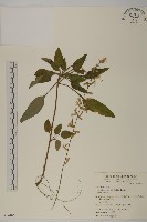 阿里山鬼督郵藏品圖，第1張