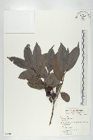 山紅柿藏品圖，第3張