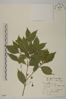 大丁黃藏品圖，第1張