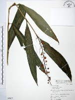 山月桃藏品圖，第1張