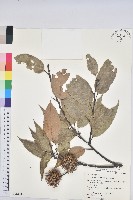 大葉苦櫧藏品圖，第1張