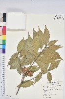 油葉石櫟藏品圖，第1張