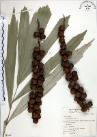 山棕藏品圖，第1張