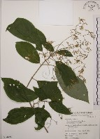 大青藏品圖，第1張