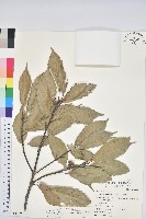 青剛櫟、鐵椆藏品圖，第1張