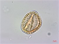 大葉木犀藏品圖，第4張