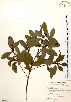 黃肉樹, 小梗木薑子藏品圖，第1張