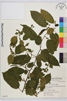 桶鉤藤藏品圖，第1張