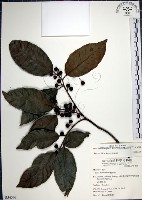 九重吹、九丁樹、脈葉榕、大葉九重吹藏品圖，第1張