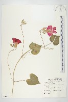 紫花牽牛、美洲牽牛花藏品圖，第1張
