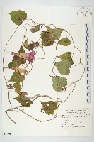 銳葉牽牛藏品圖，第1張