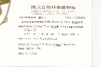 銳葉牽牛藏品圖，第2張