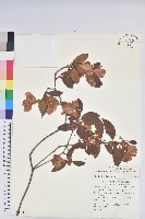 金毛杜鵑藏品圖，第1張