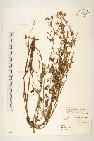 小蔓黃苑藏品圖，第1張