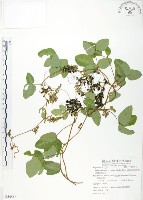 台灣山黑扁豆藏品圖，第1張