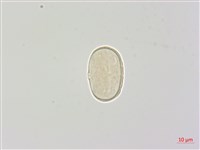 玉山當歸藏品圖，第2張