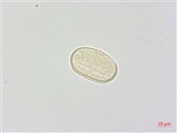 玉山當歸藏品圖，第3張
