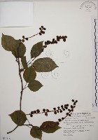 阿里山五味子藏品圖，第1張