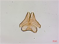 杜鵑桑寄生藏品圖，第2張