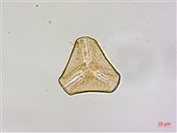 杜鵑桑寄生藏品圖，第3張