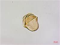 杜鵑桑寄生藏品圖，第4張